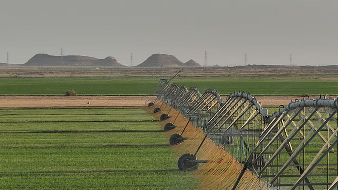 plantation cultivation