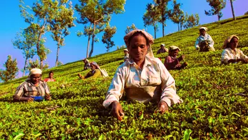 plantation workers