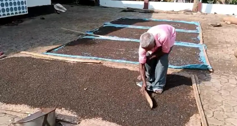 കുരുമുളക്