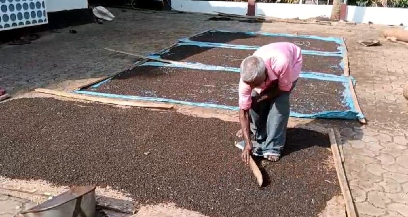 കുരുമുളക്‌ 