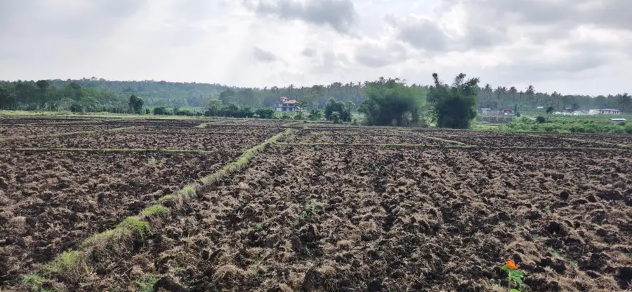 കാലവർഷം കനിഞ്ഞില്ല