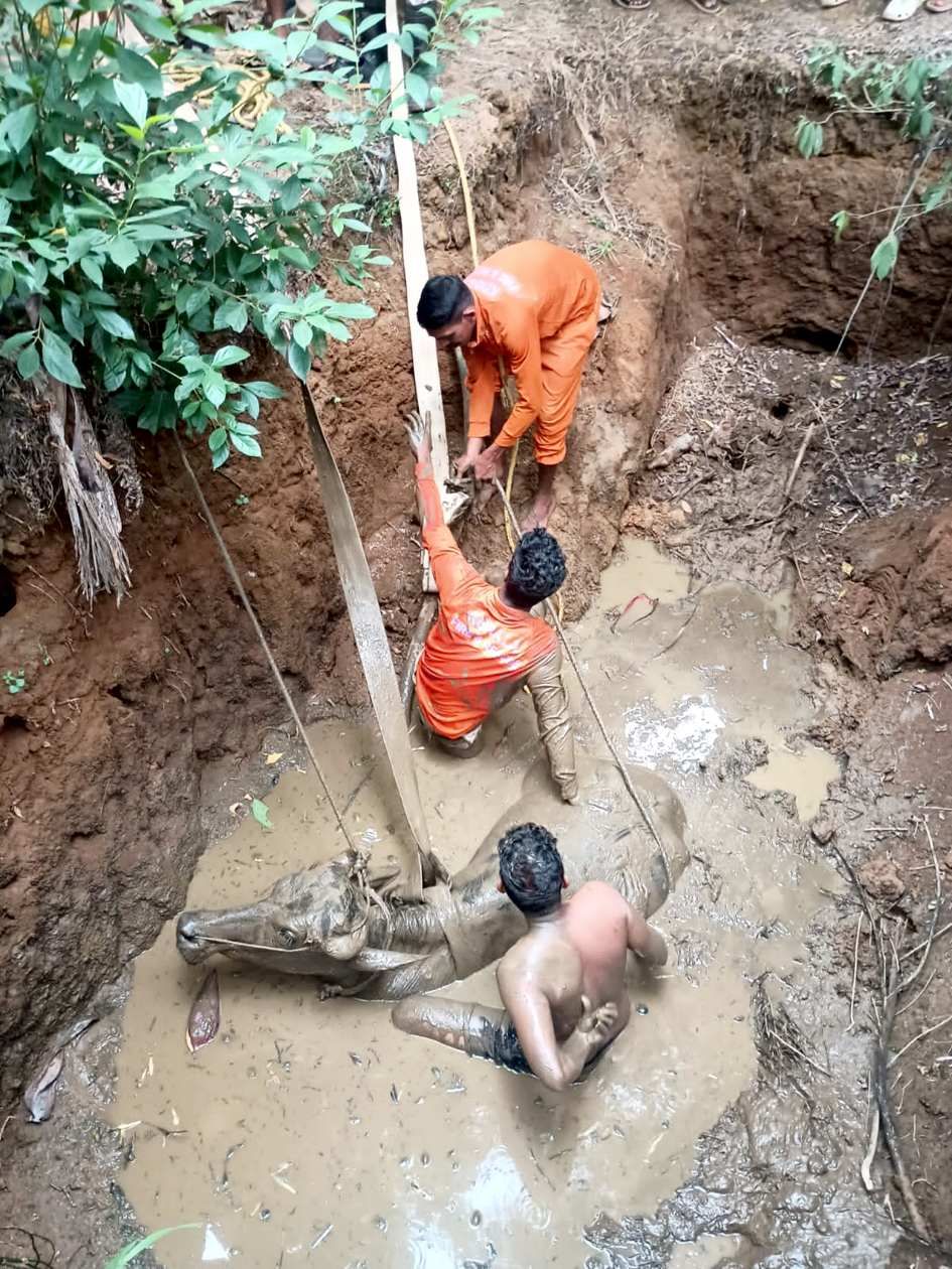 കാരശേരി  കളരികണ്ടി മാന്ത്രയിൽ കുളത്തിലെ ചെളിയിൽ താഴ്ന്ന  പോത്തിനെ അഗ്നിരക്ഷാ സേന രക്ഷപ്പെടുത്തുന്നു