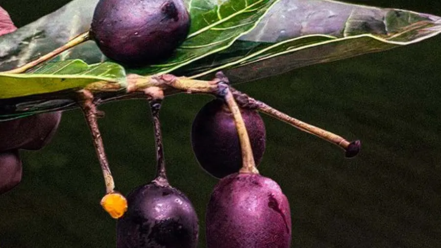 poisonous fruit