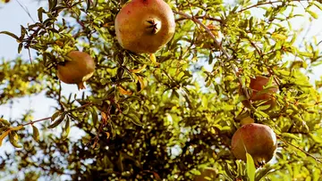 pomegranate