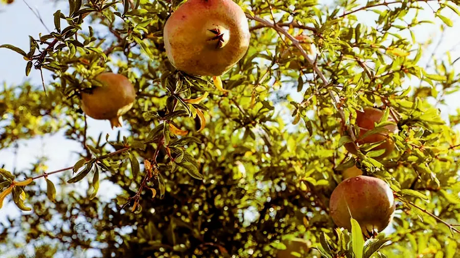 pomegranate