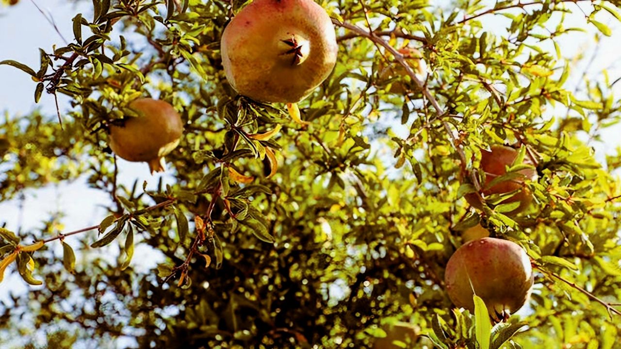 pomegranate