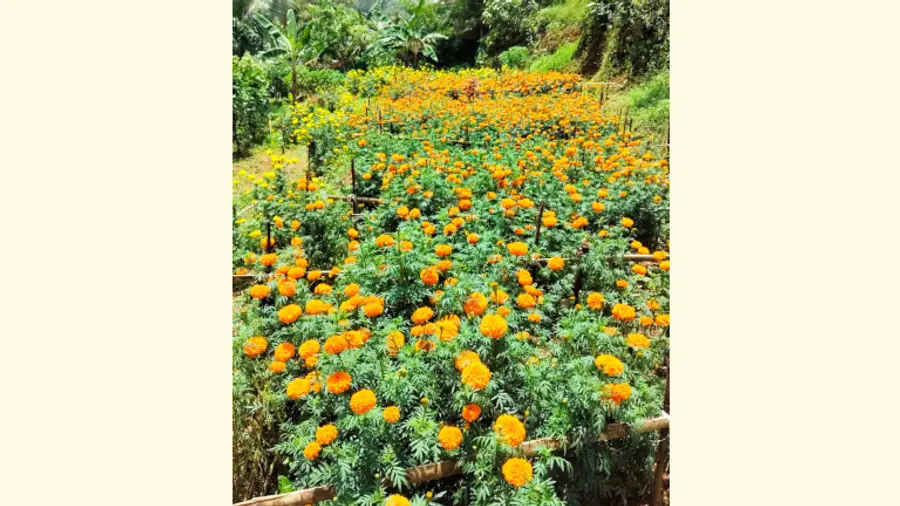 വർക്കലയിലെ പൂകൃഷി