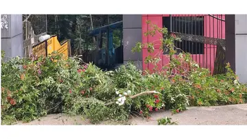 പൂന്തോട്ടം