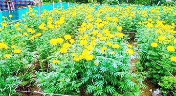 വെളിയം സിഡിഎസിലെ -സൗഭാഗ്യ ജെഎൽജി യൂണിറ്റ് നിറപ്പൊലിമ പദ്ധതിയുടെ ഭാഗമായി നടത്തിയ കൃഷി