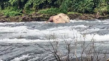 The body of a wild elephant