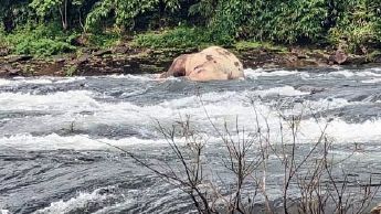 The body of a wild elephant