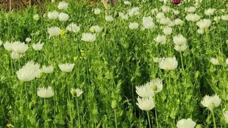 poppy cultivation