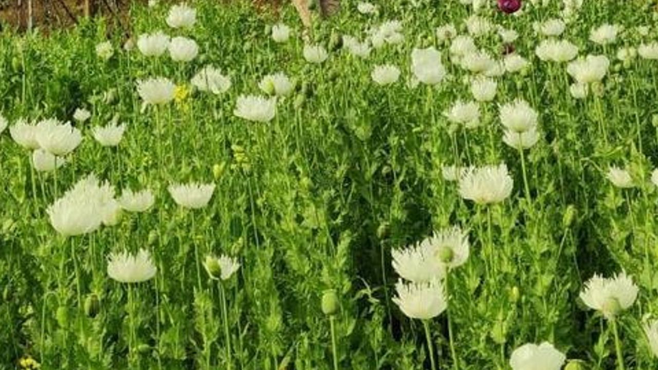 poppy cultivation