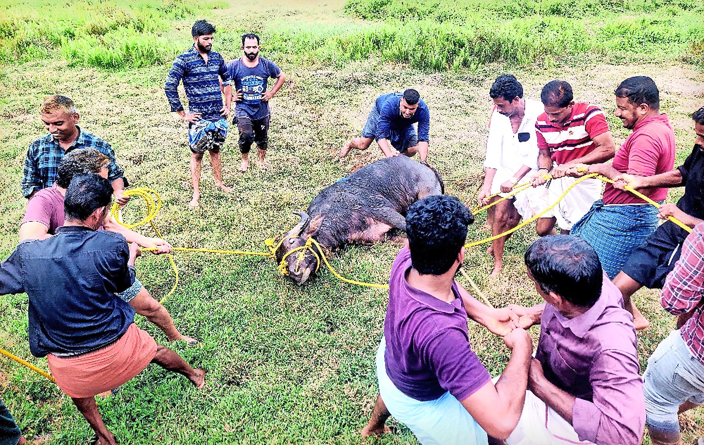 ചേളന്നൂരിൽ വിരണ്ടോടിയ പോത്തിനെ നാട്ടുകാരും തൊഴിലാളികളും ചേർന്ന് ബന്ധിച്ചപ്പോൾ