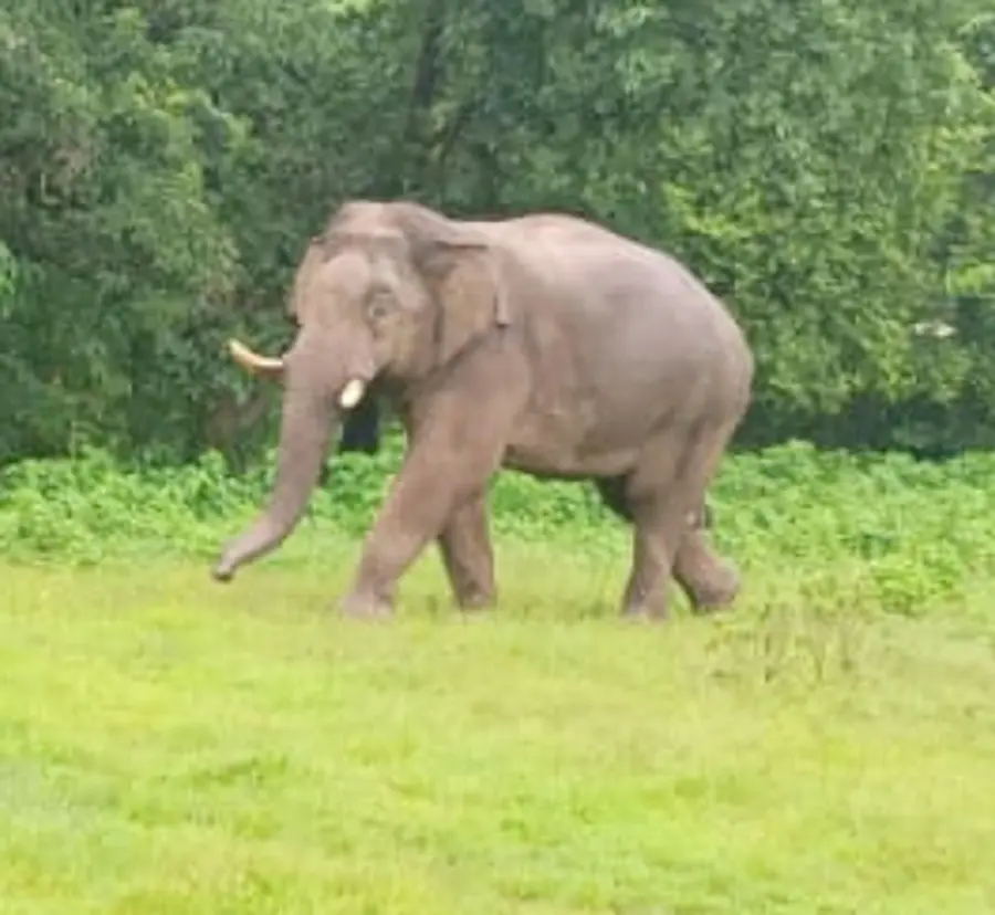 മലമ്പുഴ കോങ്ങാട്ടുപാടത്ത് എത്തിയ ചുരുളിക്കൊമ്പന്