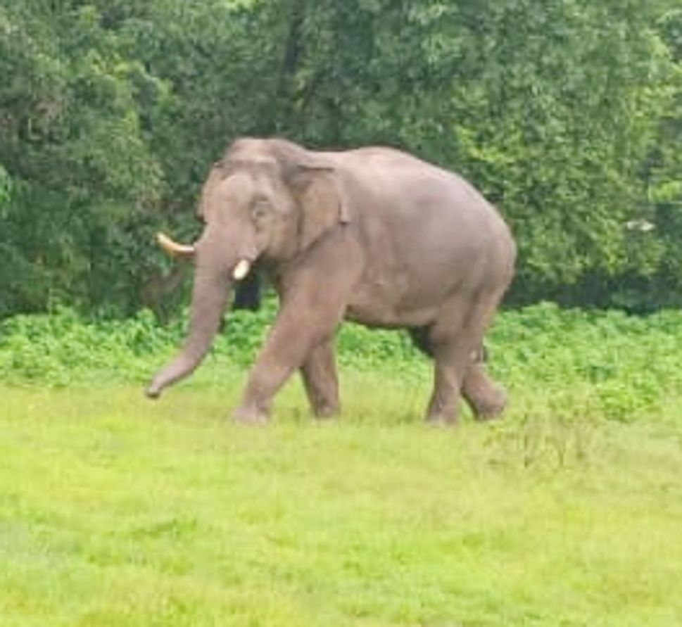 മലമ്പുഴ കോങ്ങാട്ടുപാടത്ത് എത്തിയ ചുരുളിക്കൊമ്പന്‍