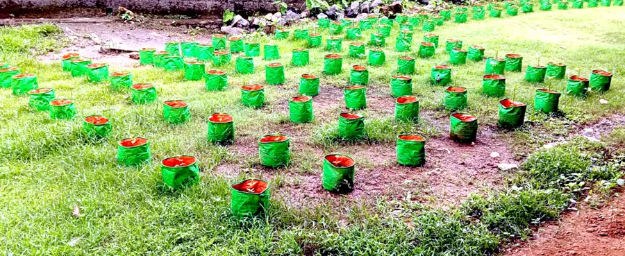 Non-toxic vegetables grown locally