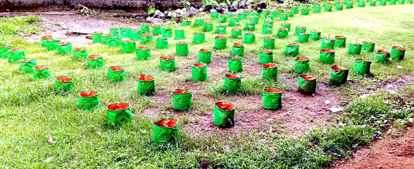 Non-toxic vegetables grown locally