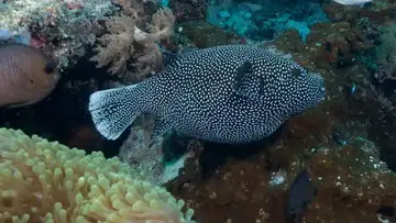 puffer fish