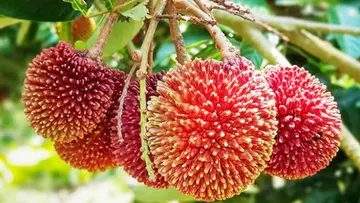 pulasan