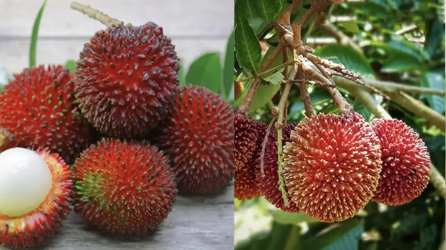 Pulasan Fruit