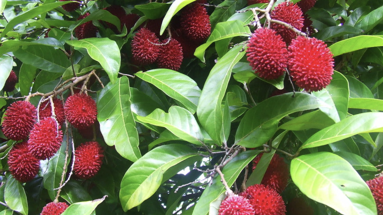 pulasan fruit farming