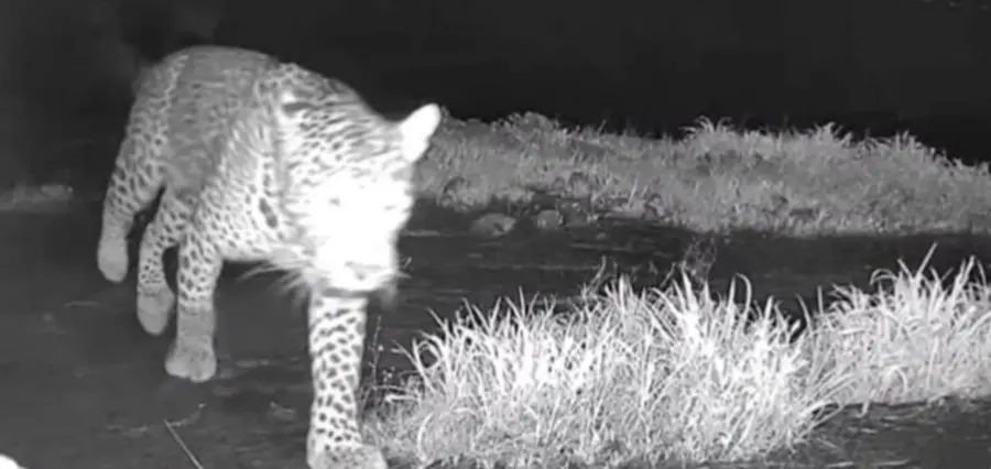 കാമറയിൽ പതിഞ്ഞ പുലിയുടെ ദൃശ്യം