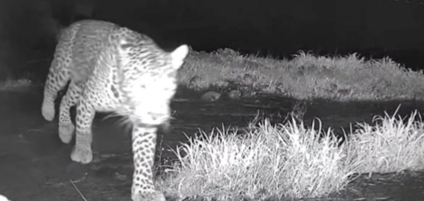 കാമറയിൽ പതിഞ്ഞ പുലിയുടെ ദൃശ്യം