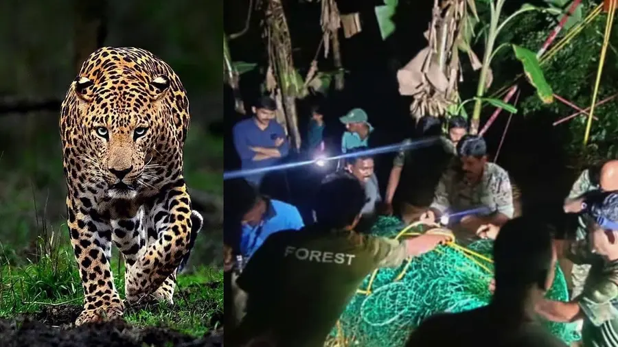 puli
