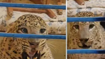 puli