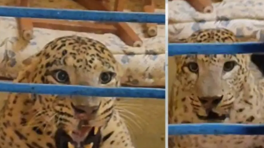 puli