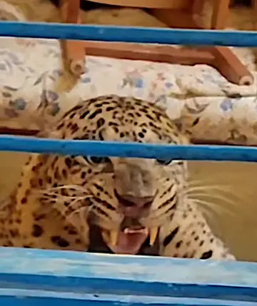  പുലി 