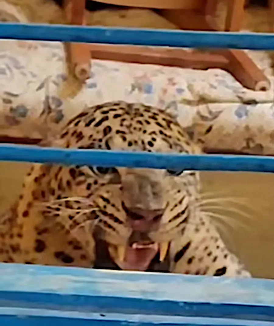  പുലി 