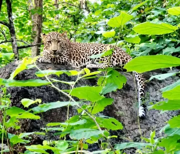 A leopard has strayed near the Nedungayam forest depot.