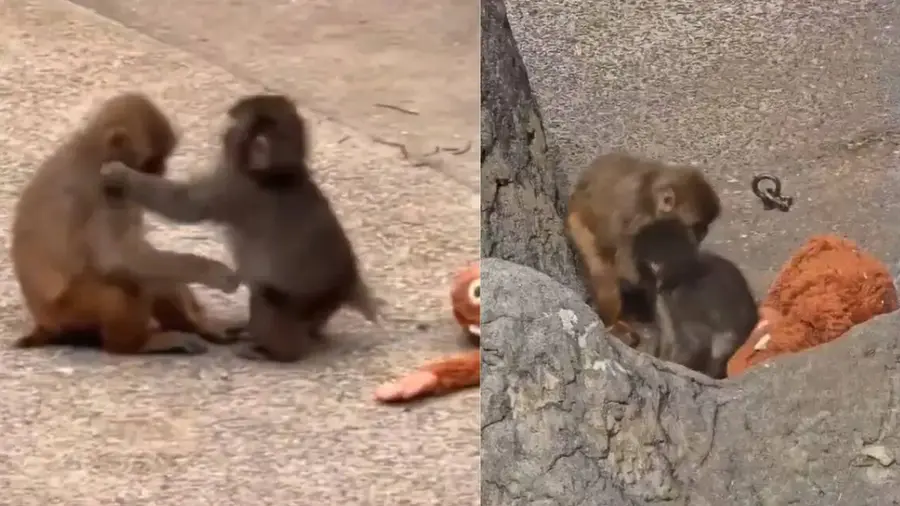 Punch Monkey