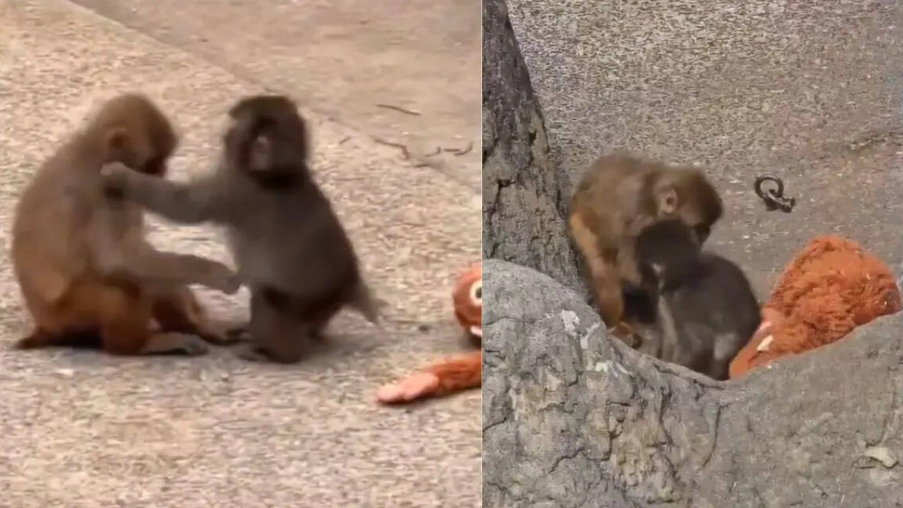 Punch Monkey