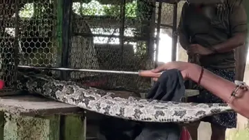 Python