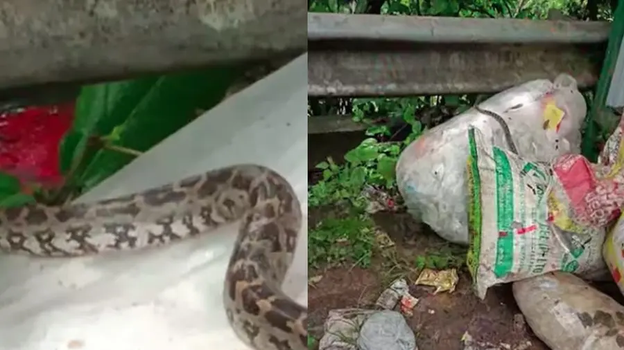 python at koyilandi