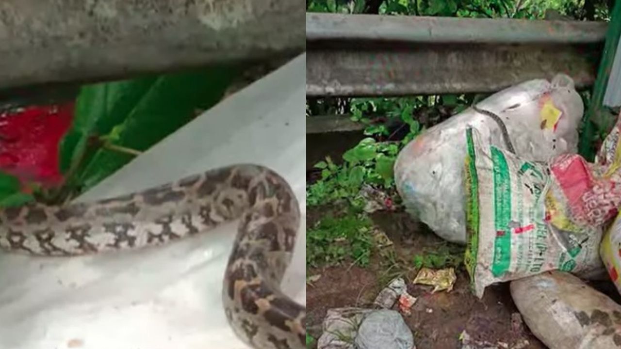 python at koyilandi