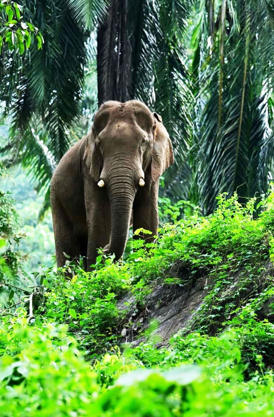 അതിരപ്പിള്ളി വനം റേഞ്ചിലെ പറയന്‍പാറ വനത്തില്‍ മസ്തകത്തില്‍  മുറിവേറ്റതായി തോന്നുംവിധം കണ്ട കാട്ടുകൊമ്പന്‍