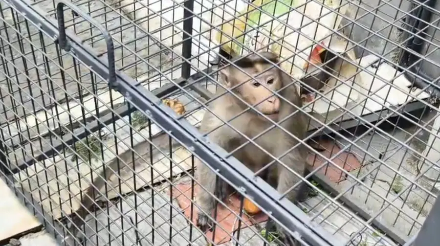 കൊമ്പൊടിഞ്ഞാമാക്കലിൽ അഞ്ച് ദിവസമായി ഭീതി പരത്തിയ
കുരങ്ങനെ വനംവകുപ്പ് അധികൃതർ കൂട് സ്ഥാപിച്ച് പിടികൂടിയപ്പോൾ
