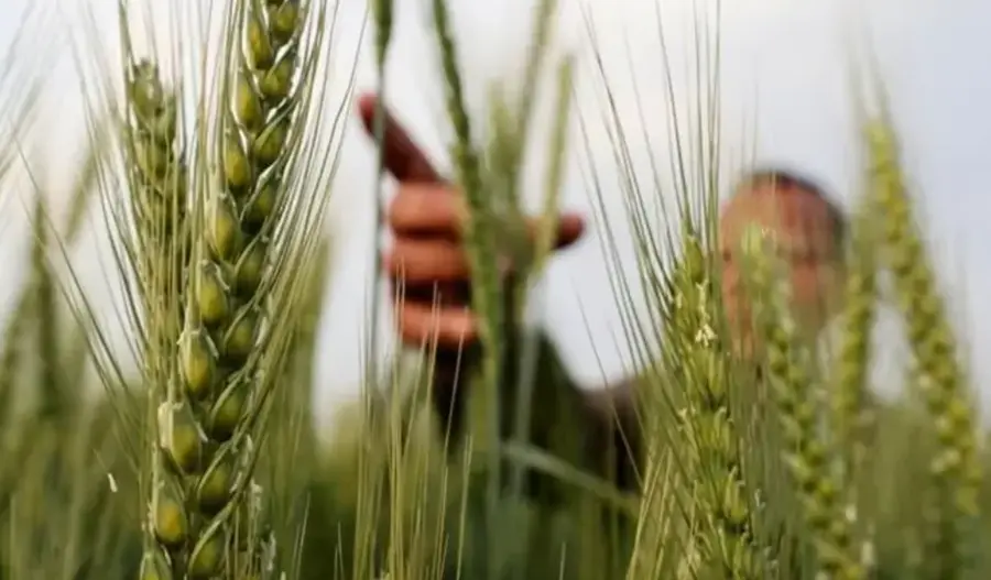 rice 