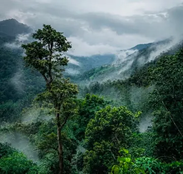 കക്കാടംപൊയില് പന്തീരായിരം വനമേഖല