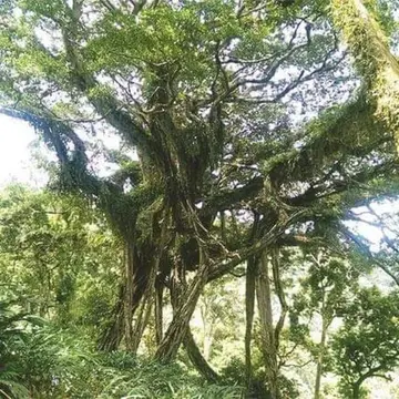 എട്ടുകാലി മരത്തിന്റെ കാഴ്്ചകൾ