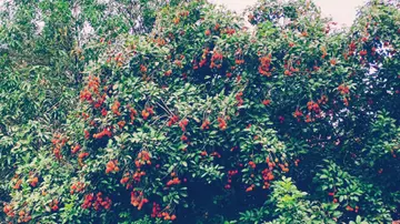 Rambutan
