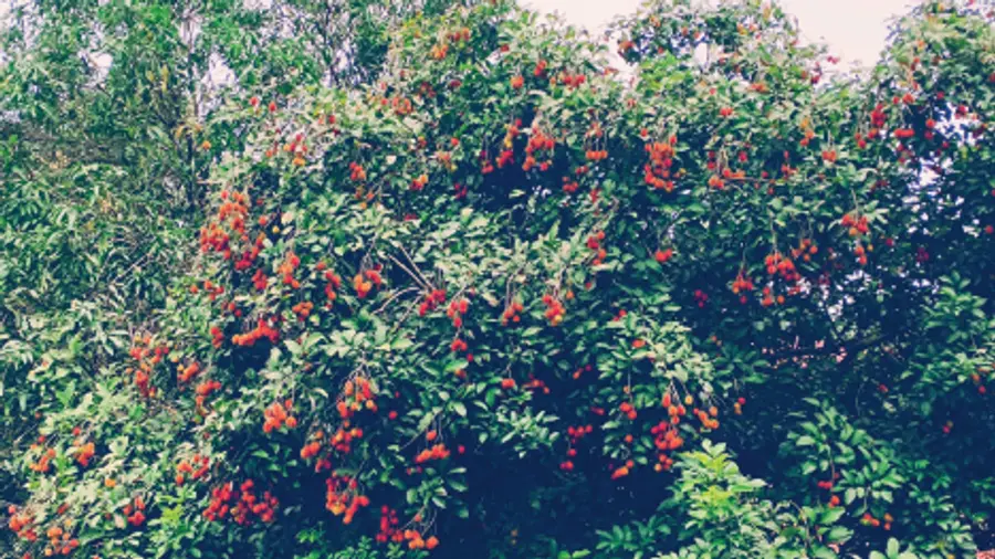 Rambutan