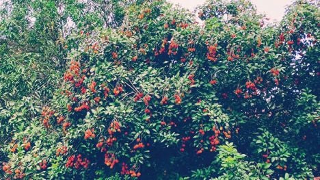 Rambutan