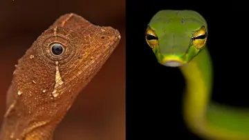rare species in senthuruny