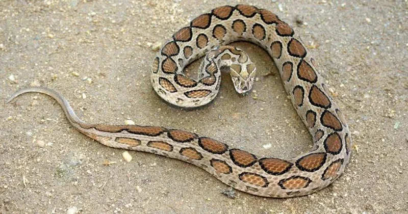 rasal-viper