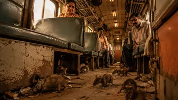 rat menace in train